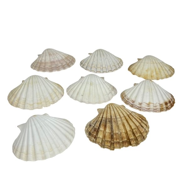 Scallop Baking Shells France Set of 8 Cuisine Crafts Decor - Picture 3 of 9